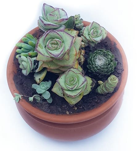 Imagen de suculenta crassula marnieriana Descripcion:  La gran mayoría de suculentas necesitan de grandes cantidades de luz solar, incluso directa. Tierra: no son plantas exigentes con los nutrientes, así que solo necesitan un buen drenaje. Riego: no toleran los excesos de riego ni los encharcamientos. Clima: la mayoría de ellas son de climas cálidos.

Consultar hay muchos tipos de modelos 