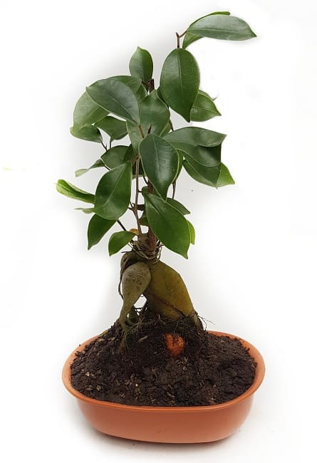 Imagen de bonsai ficus Descripcion:  Los ficus empleados para cultivar los Bonsáis son árboles considerados Bonsái de interior y por tanto no soportan las heladas. Se pueden mantener fuera de la casa en verano, si las temperaturas son superiores a 15°C (59F) y necesitan mucha luz. Lo ideal es una ubicación a pleno sol, tanto si está situado dentro de la casa como si se encontrase afuera o si hubiera sido defoliado antes de colocar el árbol a la intemperie. Los ficus pueden soportar la baja humedad debido a sus hojas gruesas y cerosas, pero prefieren una humedad elevada y necesitan una humedad extremadamente alta para desarrollar raíces aéreas.

 