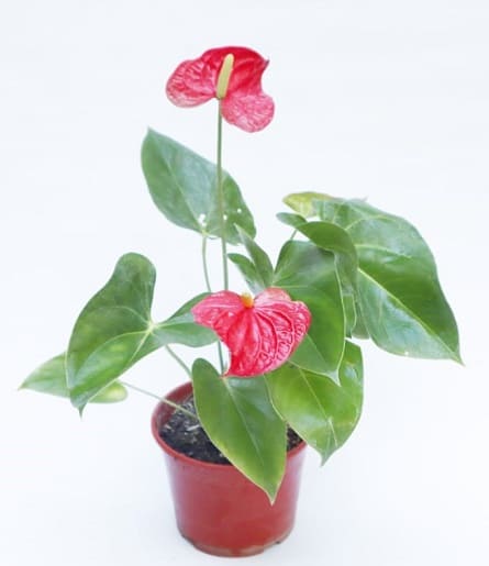 Imagen de Flamenco Descripcion: Anthurium planta pequeña para regalo, de interior.