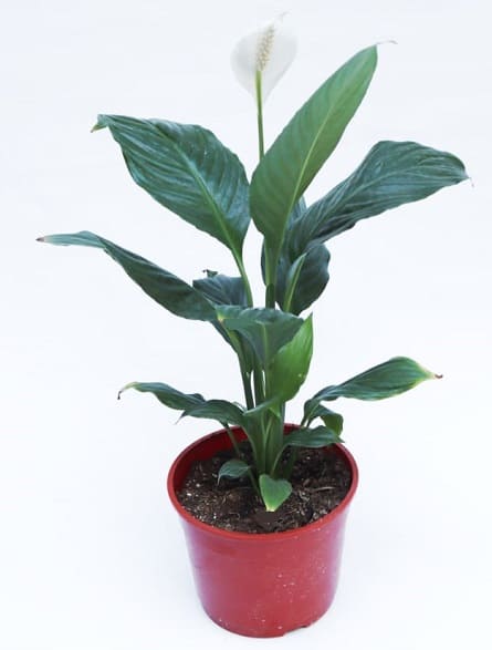 Imagen de Spathiphyllum Descripcion: Spathiphyllum planta de interior con flores blancas