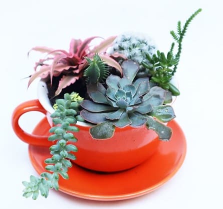 Imagen de Aventuras Descripcion: Taza maceta mediana, con plantas exoticas de colores.