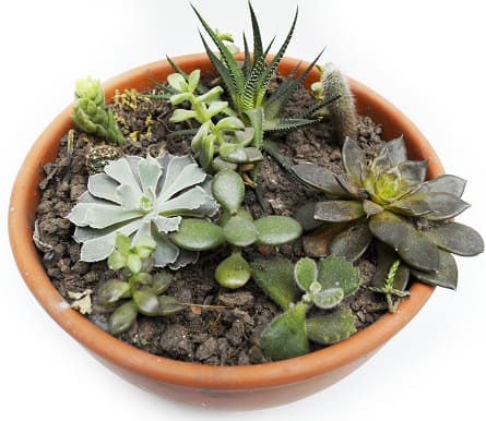 Imagen de Karma Descripcion: Maceta de 20 cm de barro cocido con varios tipos de cactus y suculentas 