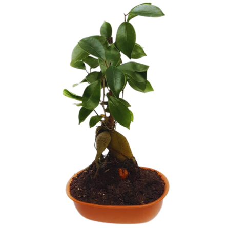 Imagen de bonsai ficus Descripcion:  Los ficus empleados para cultivar los Bonsáis son árboles considerados Bonsái de interior y por tanto no soportan las heladas. Se pueden mantener fuera de la casa en verano, si las temperaturas son superiores a 15°C (59F) y necesitan mucha luz. Lo ideal es una ubicación a pleno sol, tanto si está situado dentro de la casa como si se encontrase afuera o si hubiera sido defoliado antes de colocar el árbol a la intemperie. Los ficus pueden soportar la baja humedad debido a sus hojas gruesas y cerosas, pero prefieren una humedad elevada y necesitan una humedad extremadamente alta para desarrollar raíces aéreas.

 