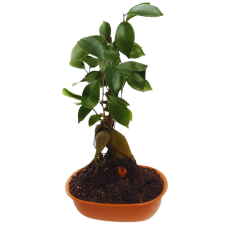 Imagen de bonsai ficus Descripcion:  Los ficus empleados para cultivar los Bonsáis son árboles considerados Bonsái de interior y por tanto no soportan las heladas. Se pueden mantener fuera de la casa en verano, si las temperaturas son superiores a 15°C (59F) y necesitan mucha luz. Lo ideal es una ubicación a pleno sol, tanto si está situado dentro de la casa como si se encontrase afuera o si hubiera sido defoliado antes de colocar el árbol a la intemperie. Los ficus pueden soportar la baja humedad debido a sus hojas gruesas y cerosas, pero prefieren una humedad elevada y necesitan una humedad extremadamente alta para desarrollar raíces aéreas.

PRECIO A CONSULTAR: dependiendo el ficus