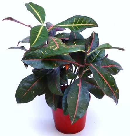 Imagen de Croton Descripcion: Croton es una planta de interior.