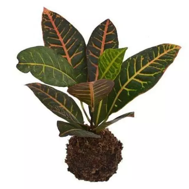 Imagen de Croton kokedama Descripcion: Croton es una planta muy linda para interior y que tiene hojas de colores se riega una ves por semana,