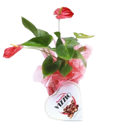 Imagen de Buenas vibras Descripcion: Planta de interior anthurium y chocolate corazon vizzio.( Consultar stock)