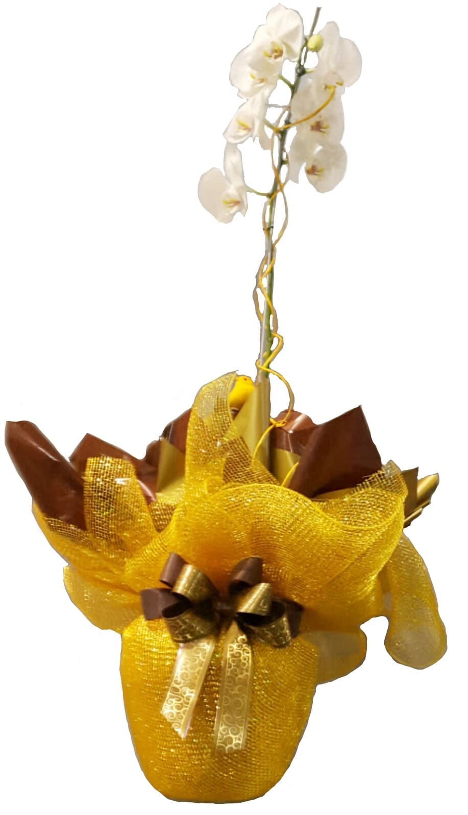Imagen de Solamente tu Descripcion: Planta de orquídea con espectacular envoltura. Encargar con tiempo,distintos colores  