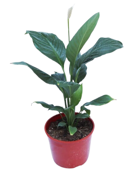 Imagen de Spathiphyllum Descripcion: Spathiphyllum planta de interior con flores blancas